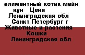 алиментный котик мейн-кун › Цена ­ 25 000 - Ленинградская обл., Санкт-Петербург г. Животные и растения » Кошки   . Ленинградская обл.